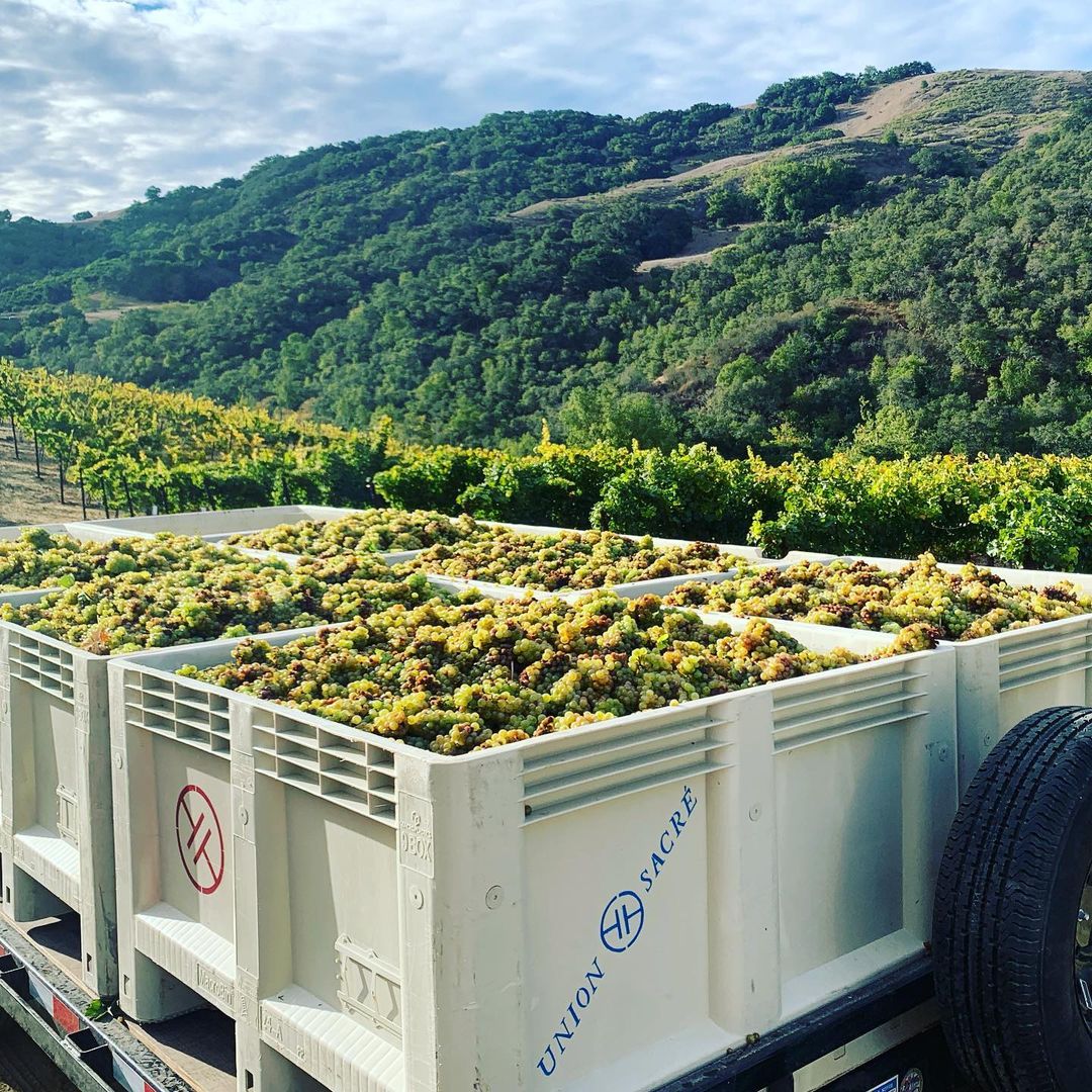 ユニオン サクレ ワインズ : 生産者情報 : アイコニック ワイン